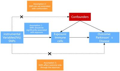 Causal role of immune cells on risk of Parkinson’s disease: a Mendelian randomization study